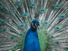 Pfau_1.jpg